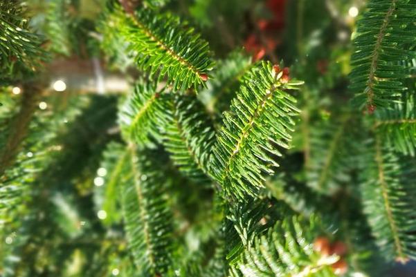 Choosing Between Evergreen and Deciduous Trees