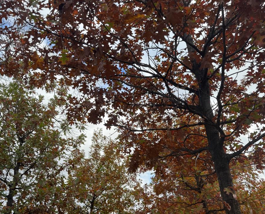 Trees, Plants & Seasonal Color