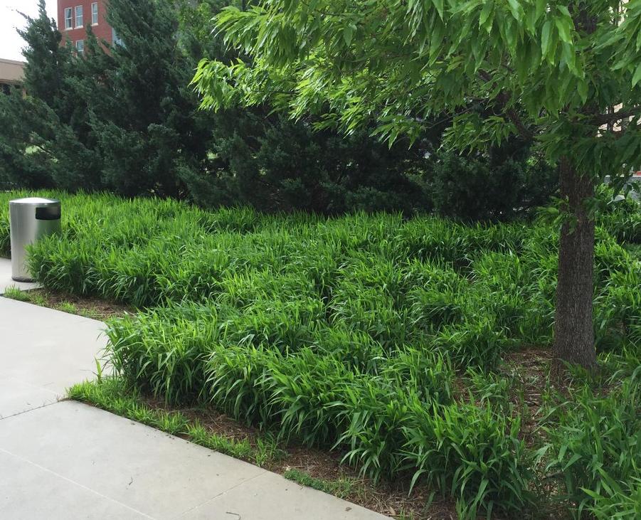 A Full-Service Tree Nursery & Garden Center