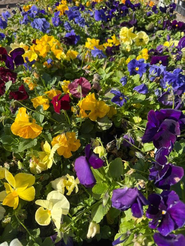 A Full Service Tree Nursery and Garden Center