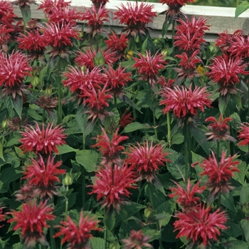 Monarda - 'Gardenview Scarlet' Bee Balm