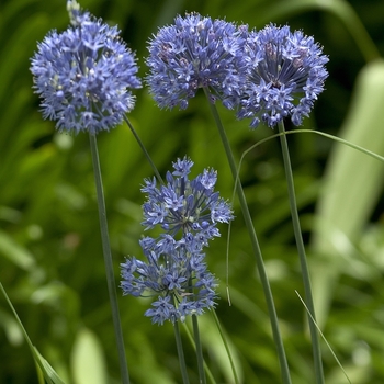 Allium caeruleum - Chive