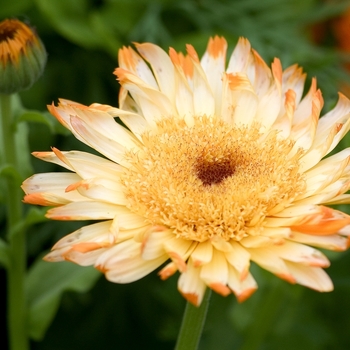 Calendula officinalis - Pot Marigold, Assorted
