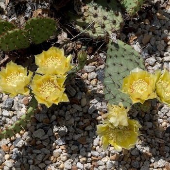 Opuntia polyacantha - Prickly Pear