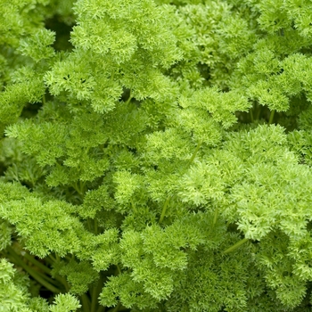 Petroselinum crispum - 'Afro' Curly Parsley