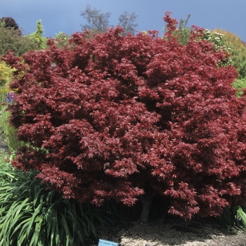 Acer palmatum - 'Shaina' Japanese Maple