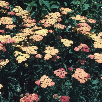 Achillea - 'Everett Setton' Yarrow
