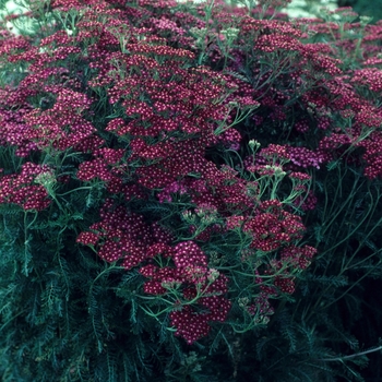 Achillea - 'Bloodstone' Yarrow