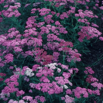 Achillea - 'Croftway' Yarrow