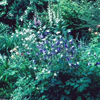 Aquilegia - 'Multiple Varieties' Assorted, Columbine