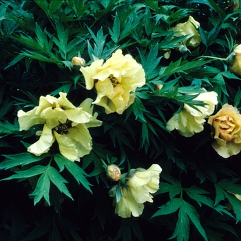 Paeonia suffruticosa - 'Arcadia' Tree Peony
