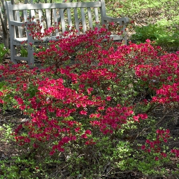 Rhododendron - Assorted Azalea