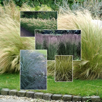 Ornamental Grass - 'Multiple Varieties' Ornamental Grasses