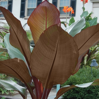 Ensete - ''Tandarra Red'' Ornamental Banana