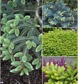 Abies Multiple Varieties - Fir