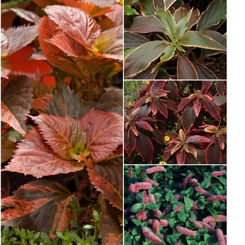Acalypha - 'Multiple Varieties' Copperleaf