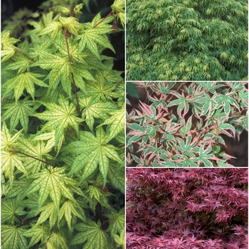 Acer palmatum - 'Multiple Varieties' Japanese Maple