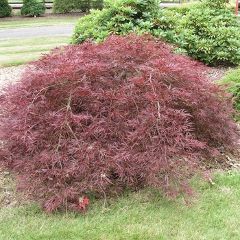 Acer palmatum var. dissectum - 'Ever Red' Japanese Maple