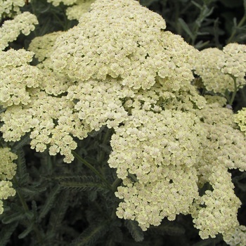Achillea - 'Anthea&trade;' Yarrow