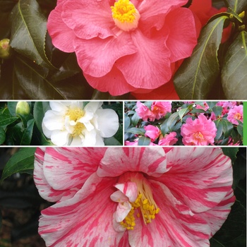 Camellia - 'Multiple Varieties' Assorted, Camellia