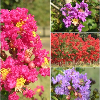 Lagerstroemia - Assorted Crape Myrtle