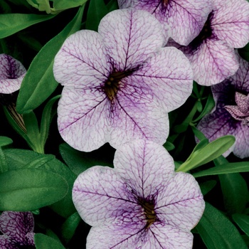 Calibrachoa - Superbells&reg; ''Trailing Lilac Mist''