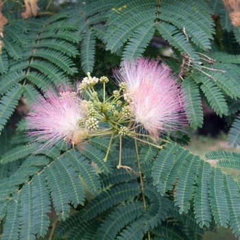 Albizia julibrissin - Mimosa