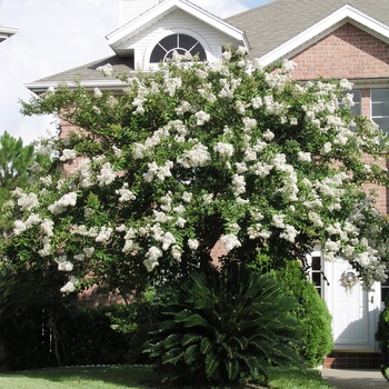 Lagerstroemia indica x fauriei - 'Natchez' Crapemyrtle