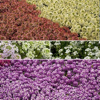Lobularia - Assorted Alyssum