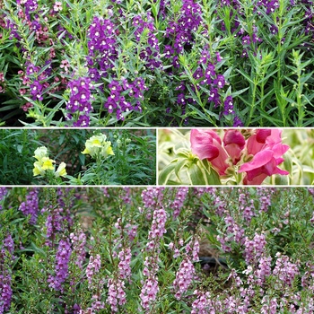 Antirrhinum majus - Mixture Snapdragon