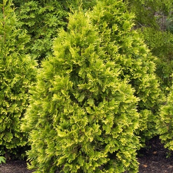 Thuja occidentalis - 'Sunkist' Arborvitae