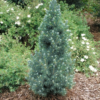 Picea glauca - 'Blue Wonder' Dwarf Alberta Spruce