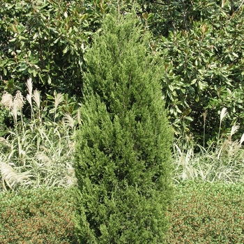 Juniperus chinensis - 'Spartan' Juniper