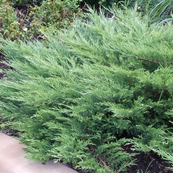 Juniperus sabina - 'Arcadia' Juniper