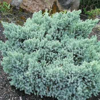 Juniperus squamata - 'Blue Star' Juniper