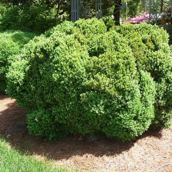 Buxus - 'Green Velvet' Boxwood