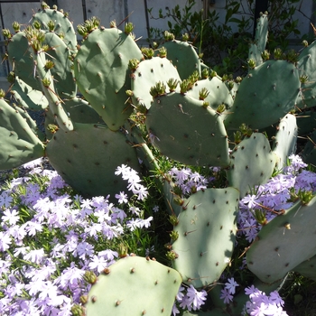 Opuntia humifusa - Hardy Prickly Pear