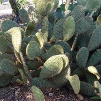 Opuntia scheeri - Scheer prickly-pear