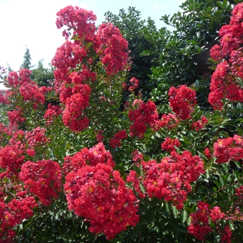 Lagerstroemia indica - 'Red Rocket&reg;' Crape Myrtle