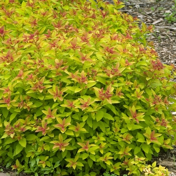 Spiraea japonica - 'Magic Carpet' Spirea