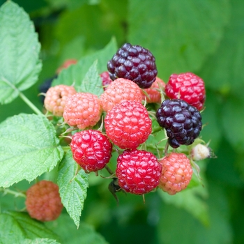 Rubus occidentalis - 'Jewel' Black Raspberry