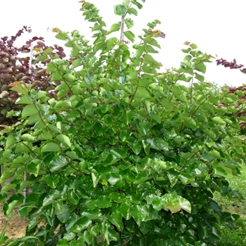 Cercis canadensis var. texensis - 'Oklahoma' Redbud