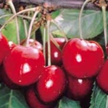 Prunus avium - Sweet cherry