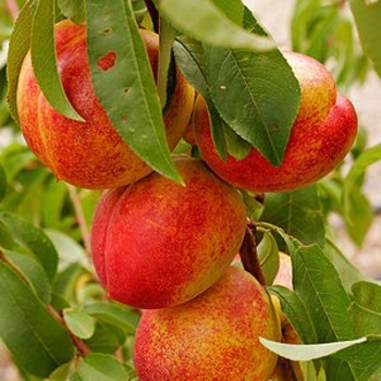 Prunus persica var. nucipersica - Nectarine Tree