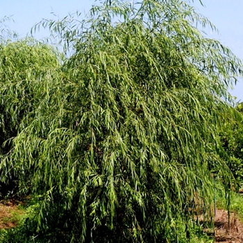 Salix alba - 'Tristis' Golden Weeping Willow