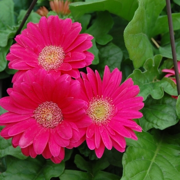 Gerbera jamesonii - Gerbera Daisy, Assorted