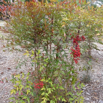 Nandina domestica - 'Compacta' Compact Nandina