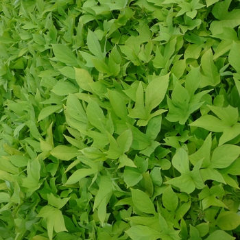 Ipomoea batatas - 'Goldfinger' Sweet Potato Vine
