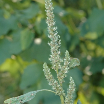 Amaranthus viridis - Amaranth