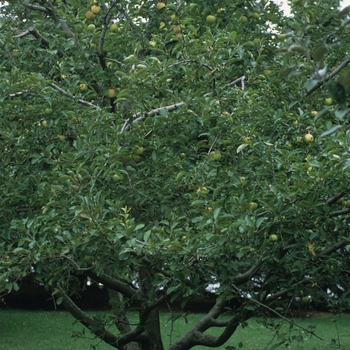 Malus domestica - 'Golden Delicious' Apple